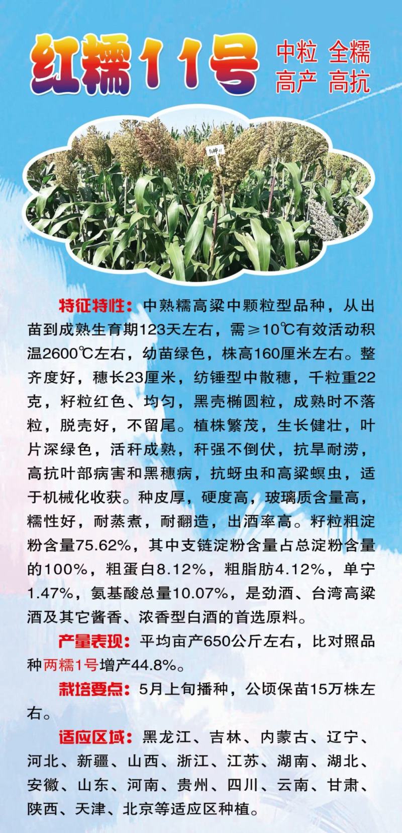 小矮人红帚1号笤帚高粱种子
