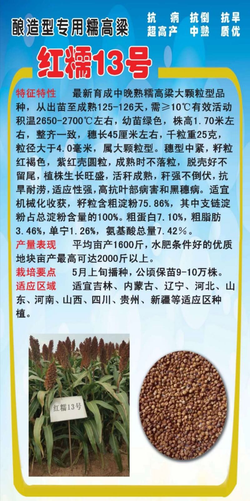 小矮人红帚1号笤帚高粱种子