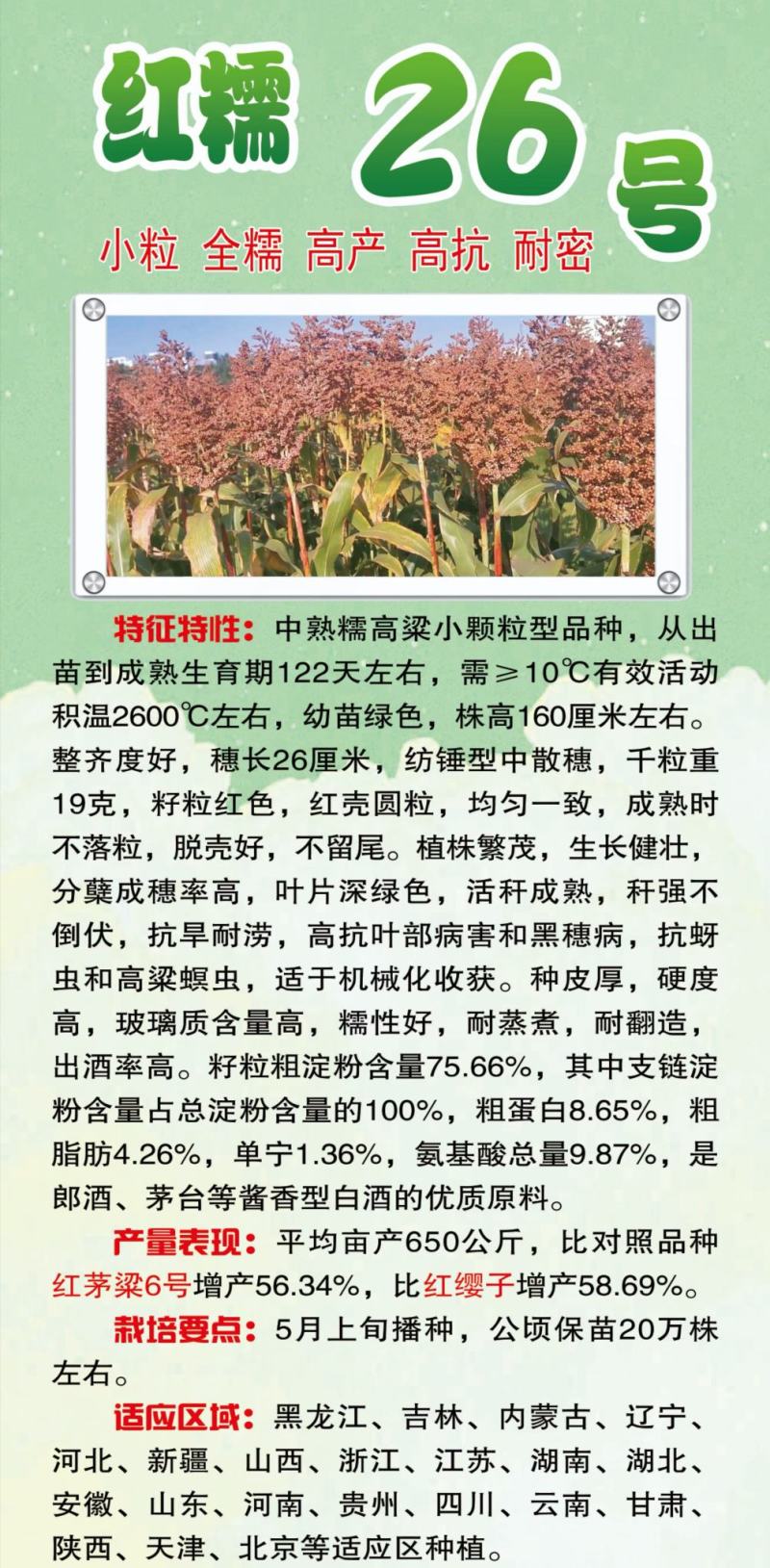 小矮人红帚1号笤帚高粱种子