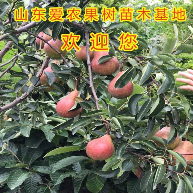 丰水梨树苗嫁接新品种梨树苗包品种包成活好养易活梨树