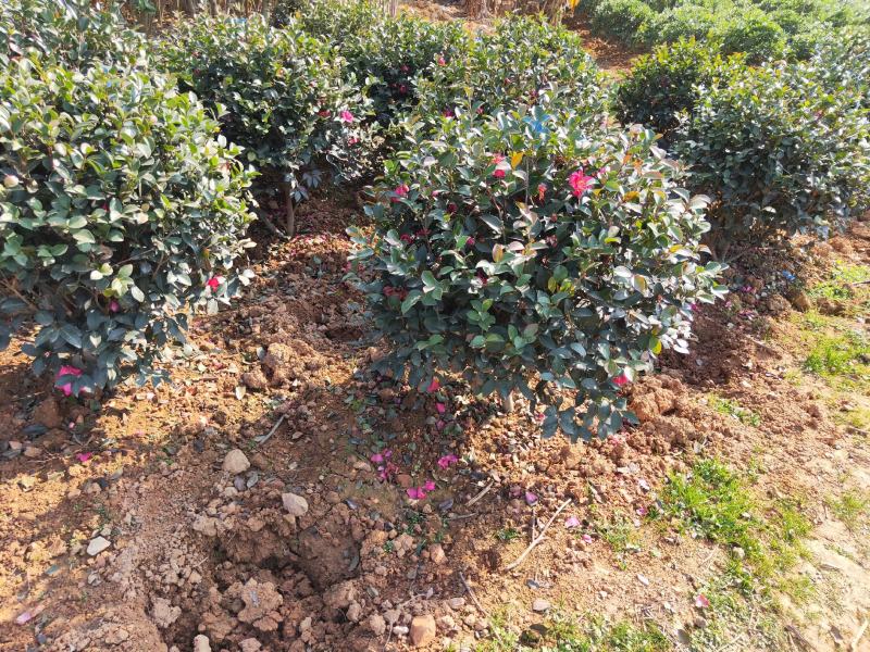 茶梅球绿化苗木规格20cm-1.2米