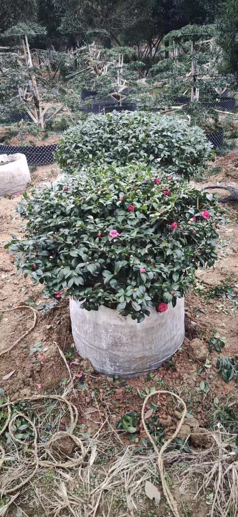 茶梅球绿化苗木规格20cm-1.2米