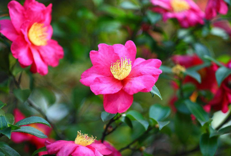 茶梅球绿化苗木规格20cm-1.2米