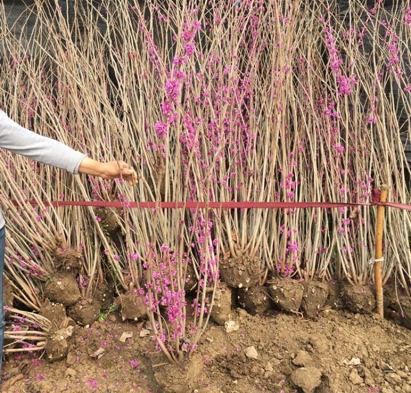 紫荆花树苗四季室外庭院开花树紫荆树苗耐寒绿化工程苗