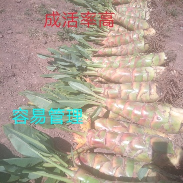 花卉盆景地涌金莲开品大小货量充实长期供货