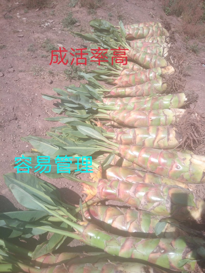 花卉盆景地涌金莲开品大小货量充实长期供货