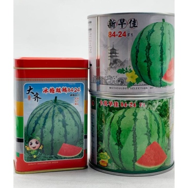 大齐冰糖麒麟8424西瓜种子耐裂早佳8424西瓜种原装发