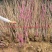 紫荆花树苗四季室外庭院开花树紫荆树苗耐寒绿化工程苗