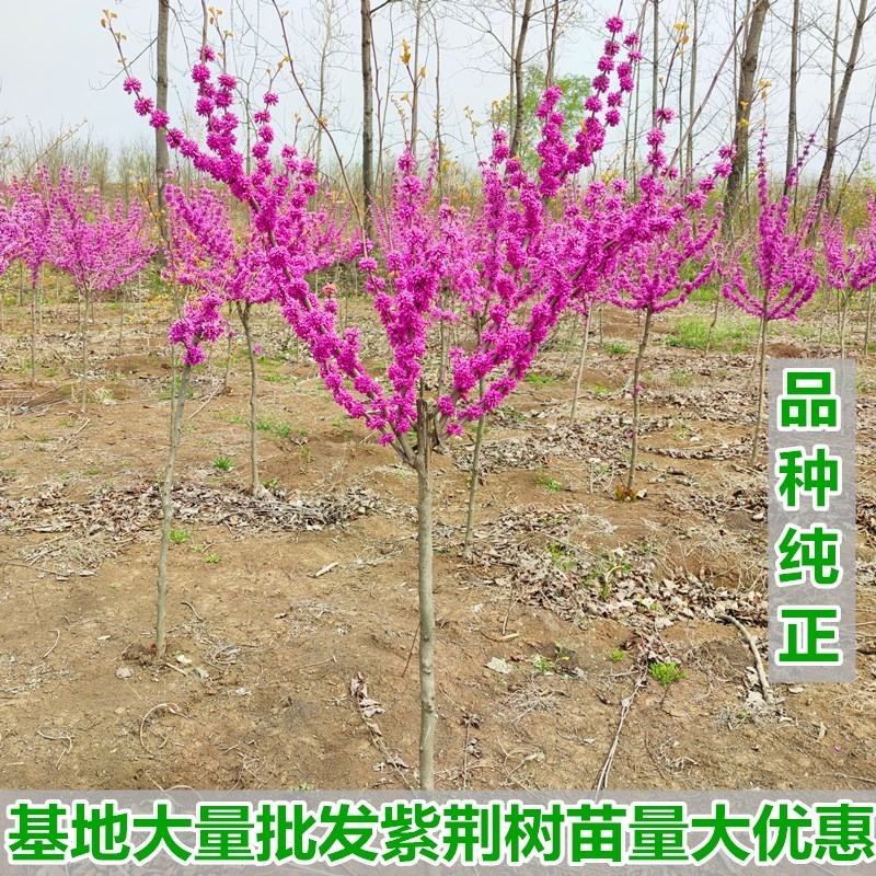 紫荆花树苗四季室外庭院开花树紫荆树苗耐寒绿化工程苗