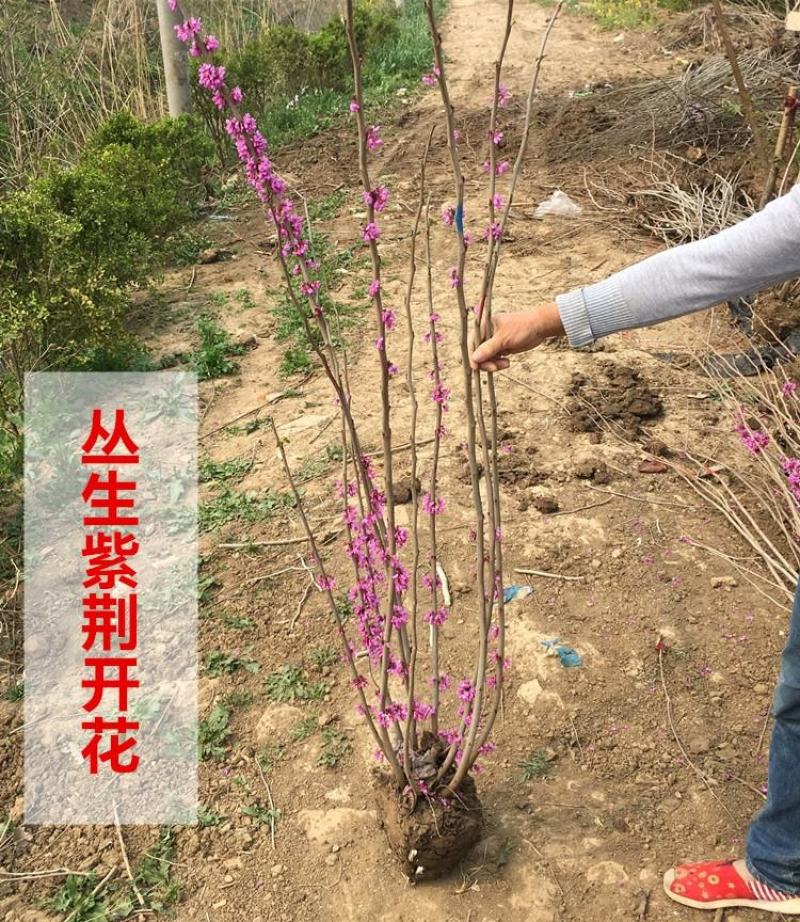 紫荆花树苗四季室外庭院开花树紫荆树苗耐寒绿化工程苗