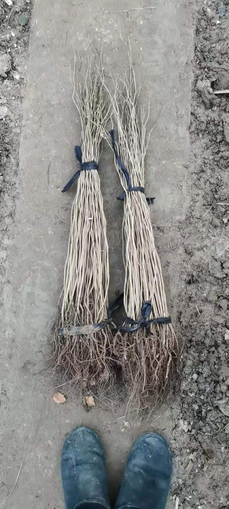 紫荆花树苗四季室外庭院开花树紫荆树苗耐寒绿化工程苗