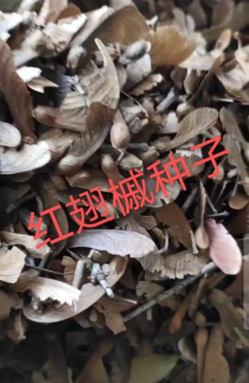 红翅槭种子产地一手货源质量有保障。不比价格比质量。