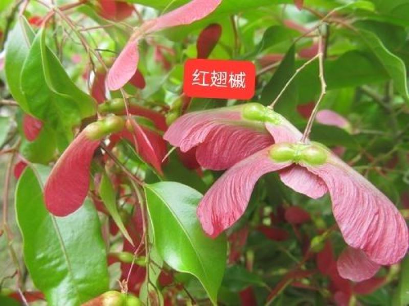 红翅槭种子产地一手货源质量有保障。不比价格比质量。