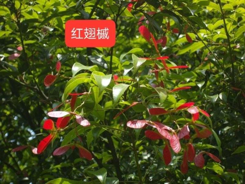 红翅槭种子产地一手货源质量有保障。不比价格比质量。