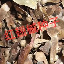 红翅槭种子产地一手货源质量有保障。不比价格比质量。