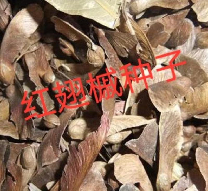 红翅槭种子产地一手货源质量有保障。不比价格比质量。