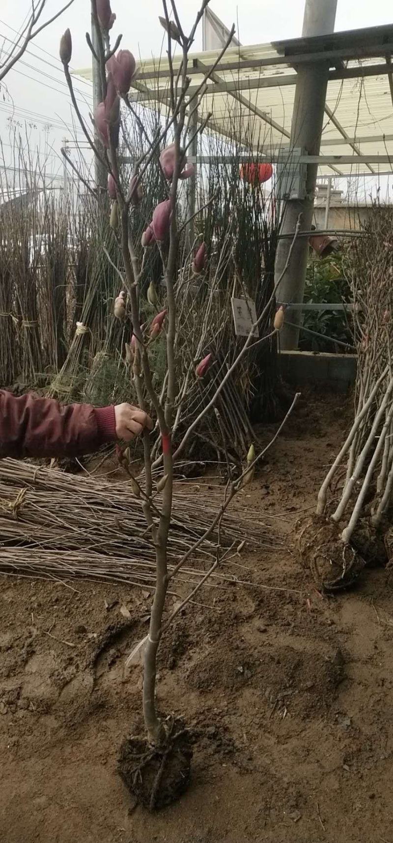 玉兰苗紫玉兰黄玉兰胶红一号白玉兰庭院绿化苗木