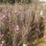 玉兰苗紫玉兰黄玉兰胶红一号白玉兰庭院绿化苗木