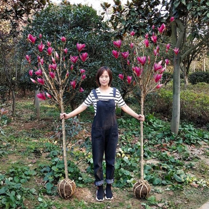 玉兰苗紫玉兰黄玉兰胶红一号白玉兰庭院绿化苗木