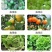 亚磷酸钾保花保果营养控旺着色增甜抑菌抗病