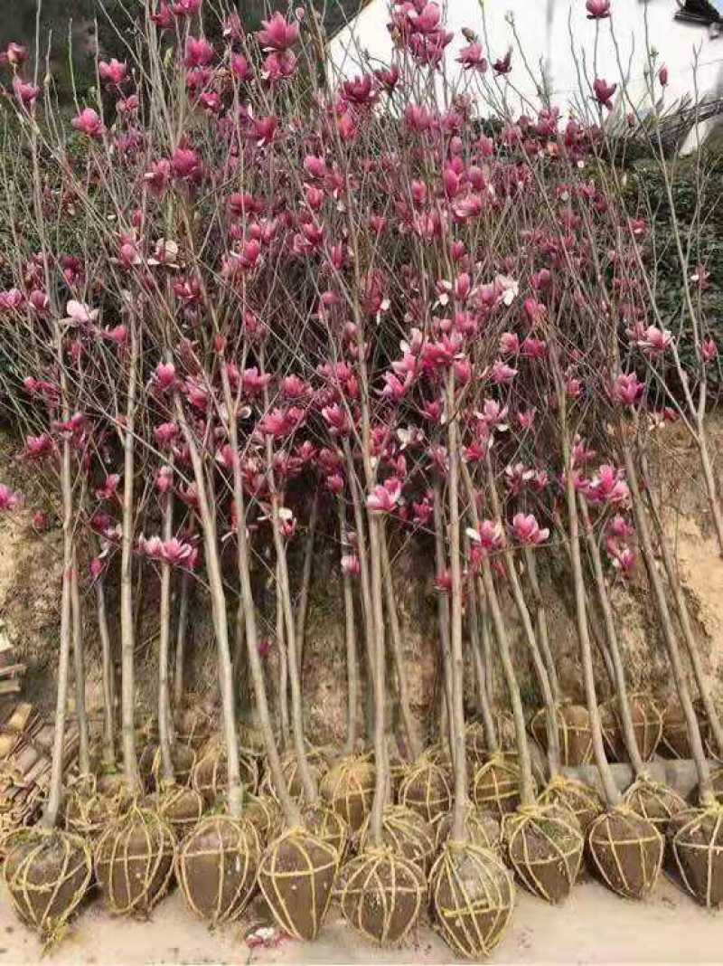 玉兰紫玉兰广玉兰黄玉兰白玉兰娇红一号庭院绿化苗木
