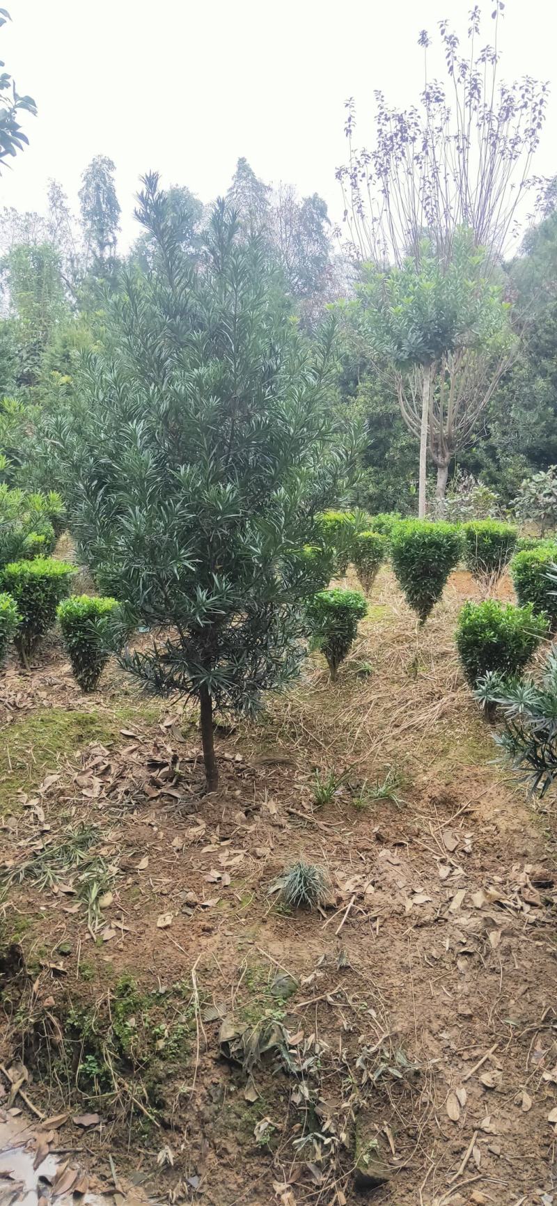 罗汉松树造型盆景雀舌苗大树桩景树