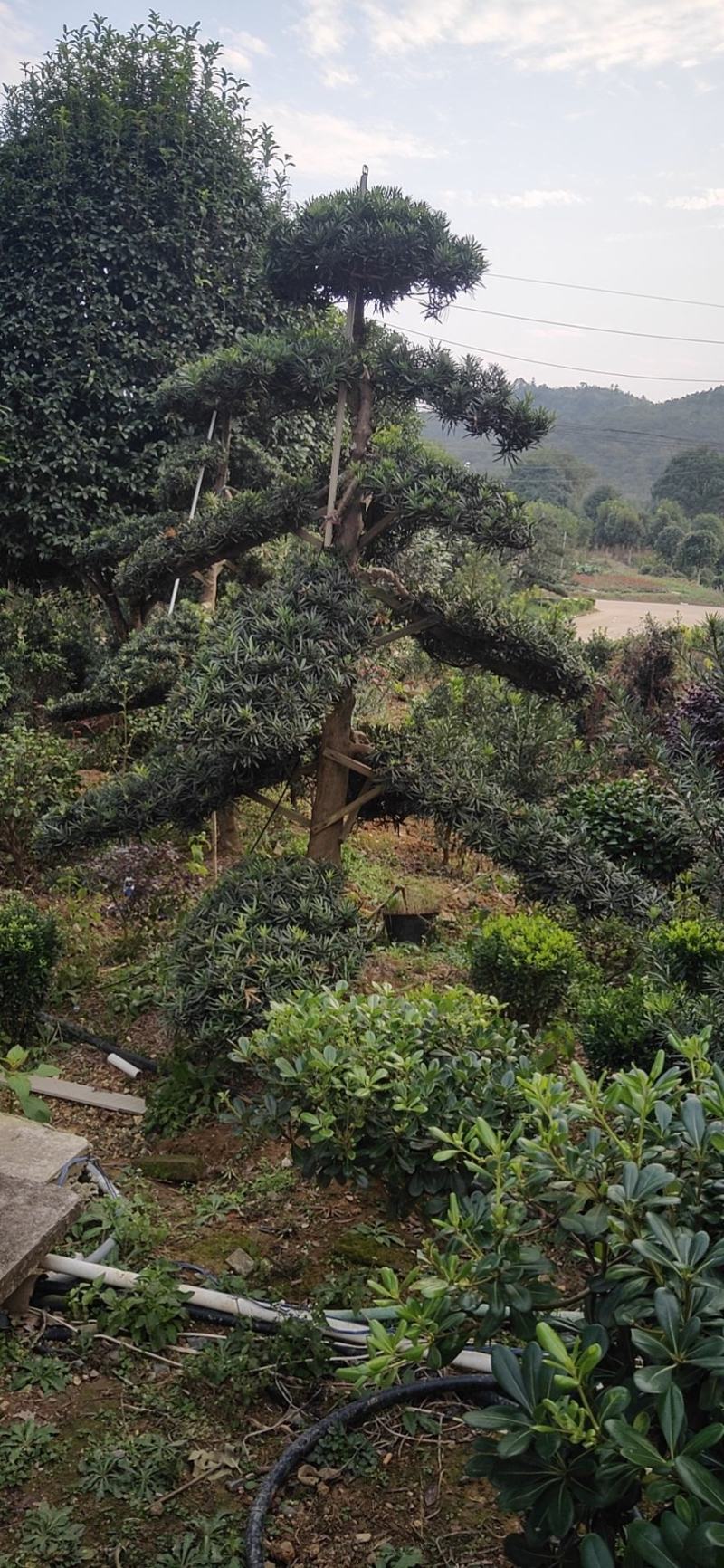 罗汉松树造型盆景雀舌苗大树桩景树