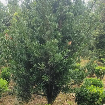 罗汉松树造型盆景雀舌苗大树桩景树