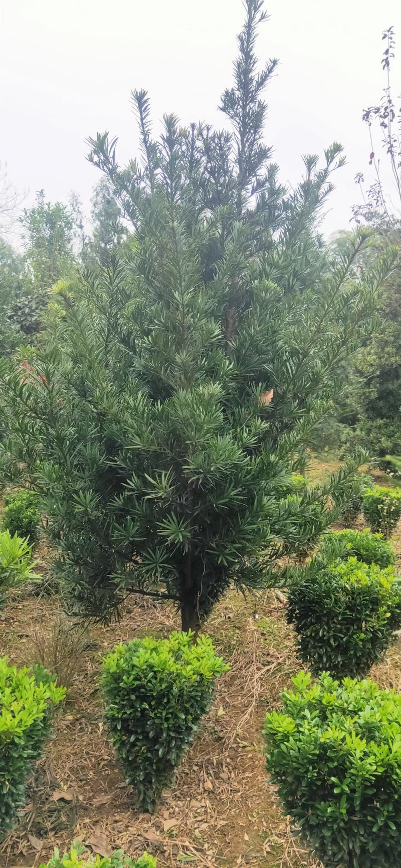 罗汉松树造型盆景雀舌苗大树桩景树