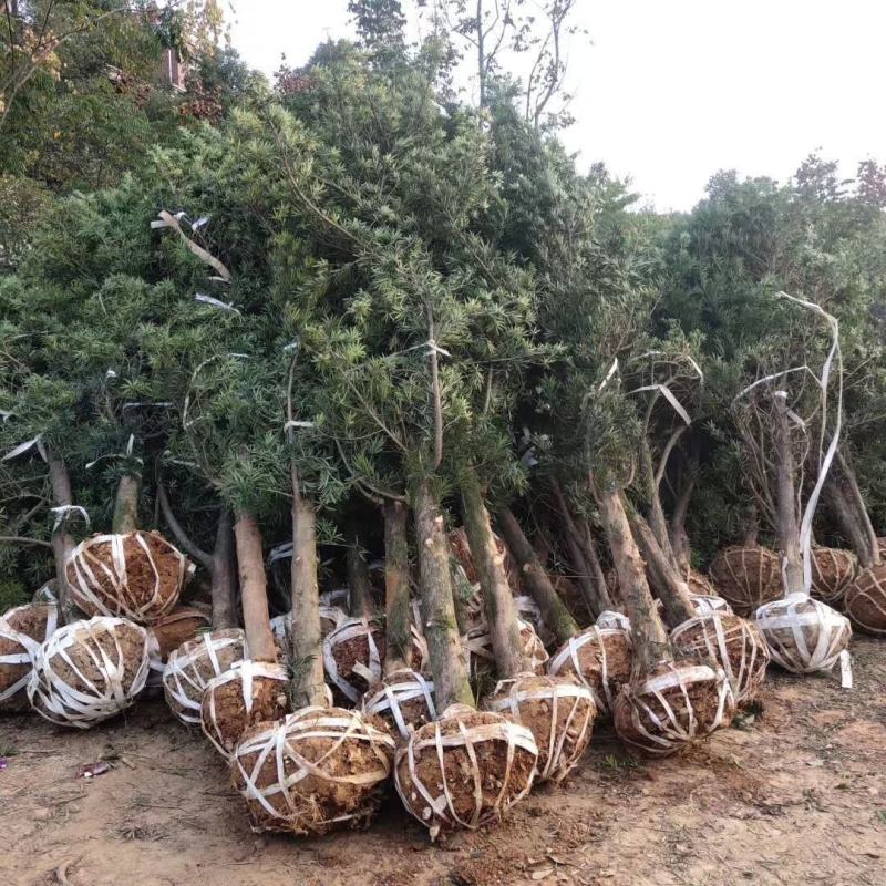罗汉松树造型盆景雀舌苗大树桩景树
