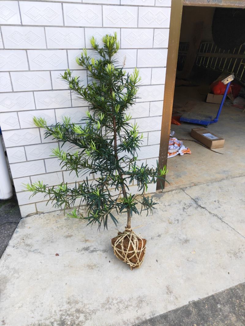 罗汉松树造型盆景雀舌苗大树桩景树