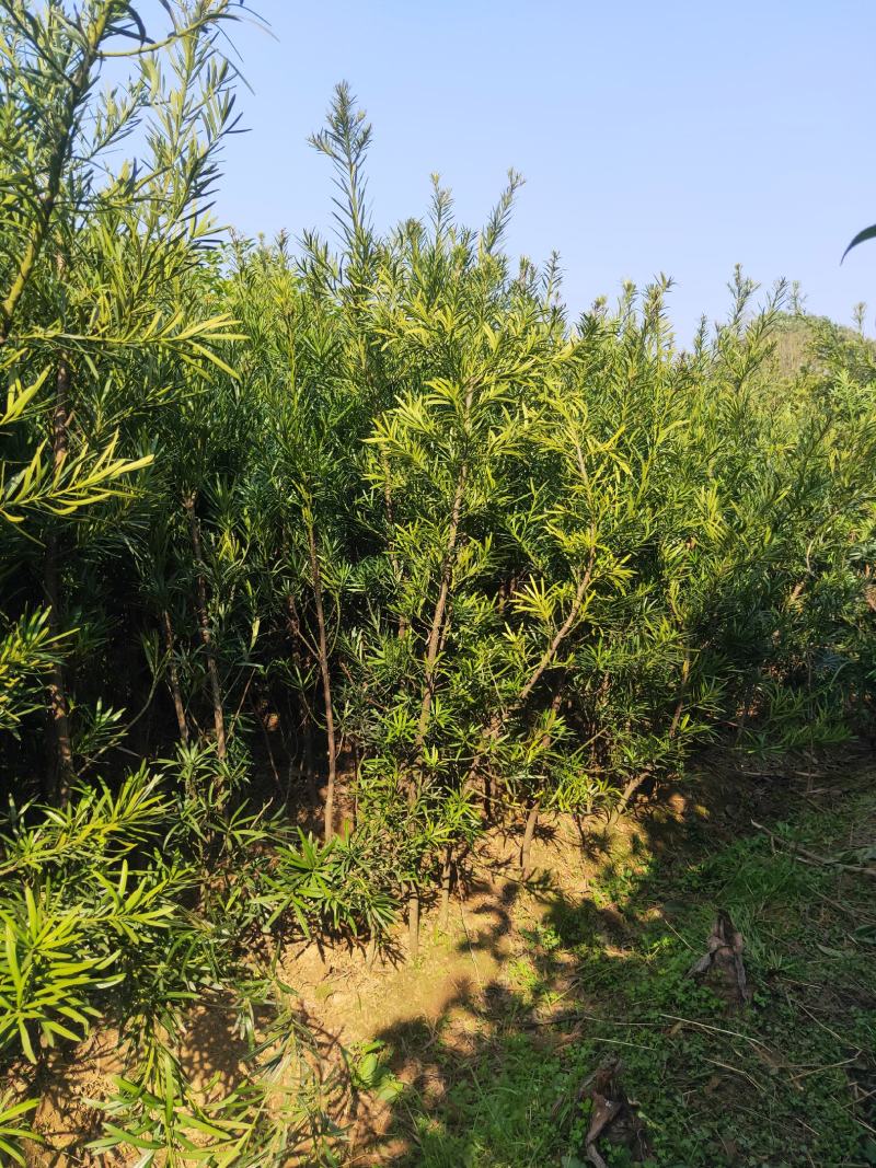 罗汉松树造型盆景雀舌苗大树桩景树