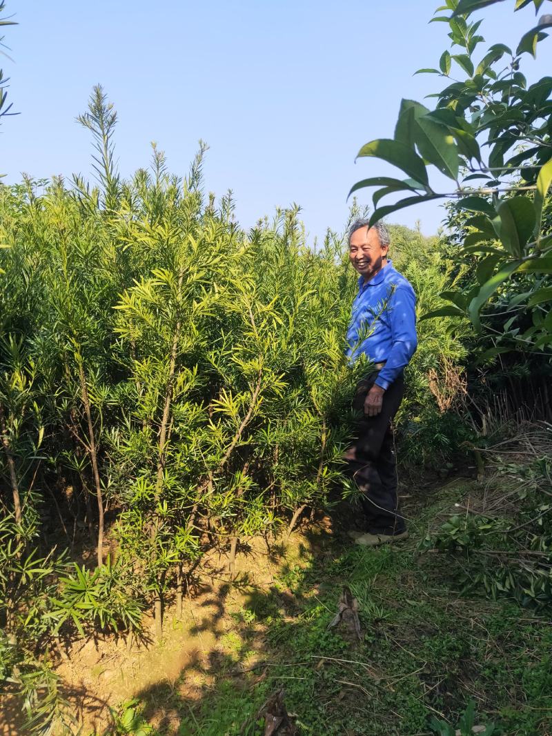 罗汉松树造型盆景雀舌苗大树桩景树