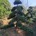 罗汉松树造型盆景雀舌苗大树桩景树