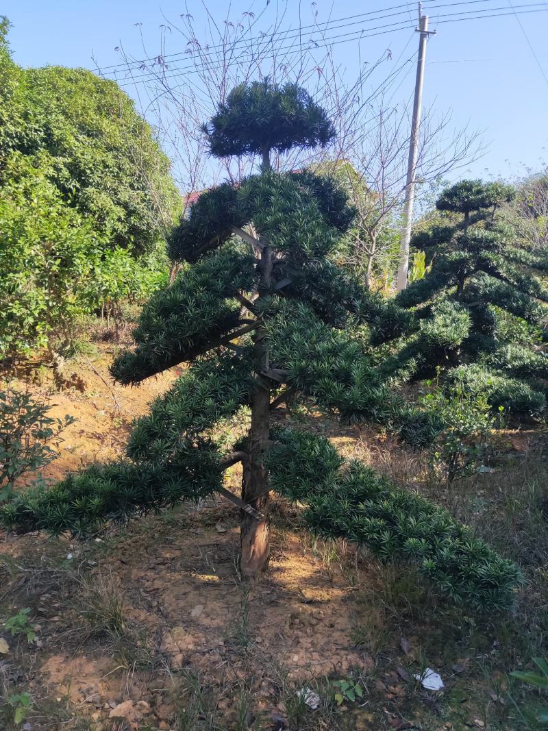 罗汉松树造型盆景雀舌苗大树桩景树