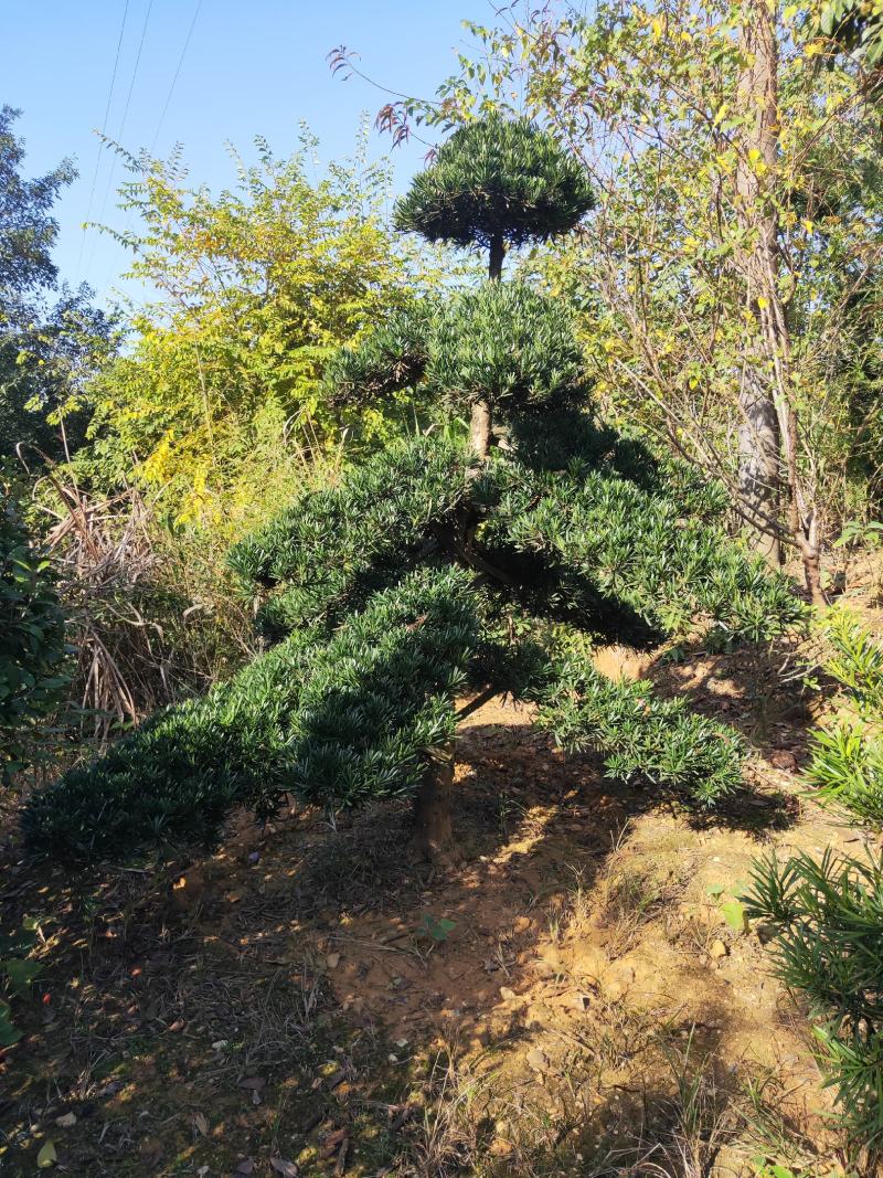 罗汉松树造型盆景雀舌苗大树桩景树