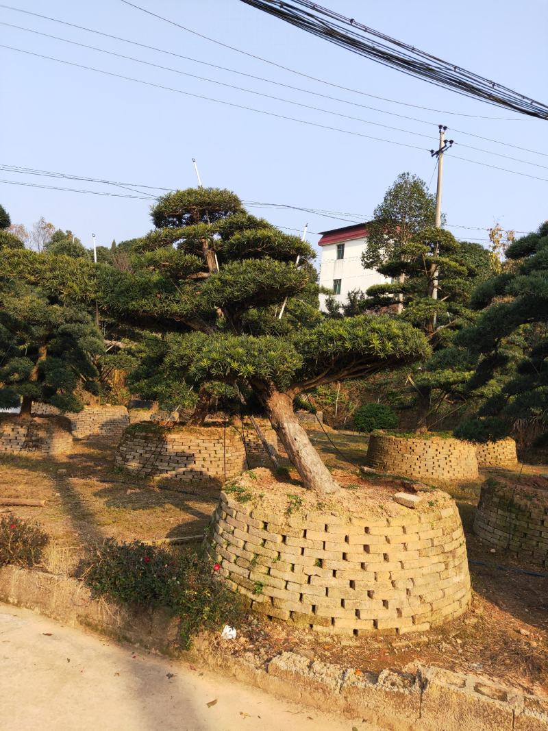 罗汉松树造型盆景雀舌苗大树桩景树