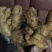 山东生姜，小黄姜，大量现货供应，产地一手货源，全国代发