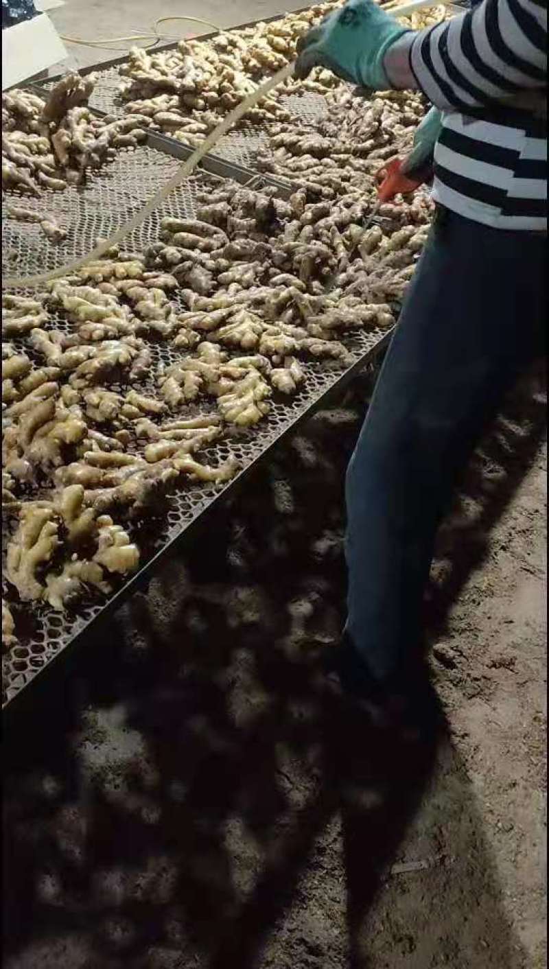 山东生姜，小黄姜，大量现货供应，产地一手货源，全国代发