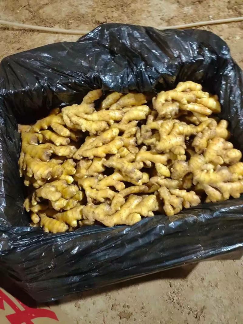 山东生姜，小黄姜，大量现货供应，产地一手货源，全国代发