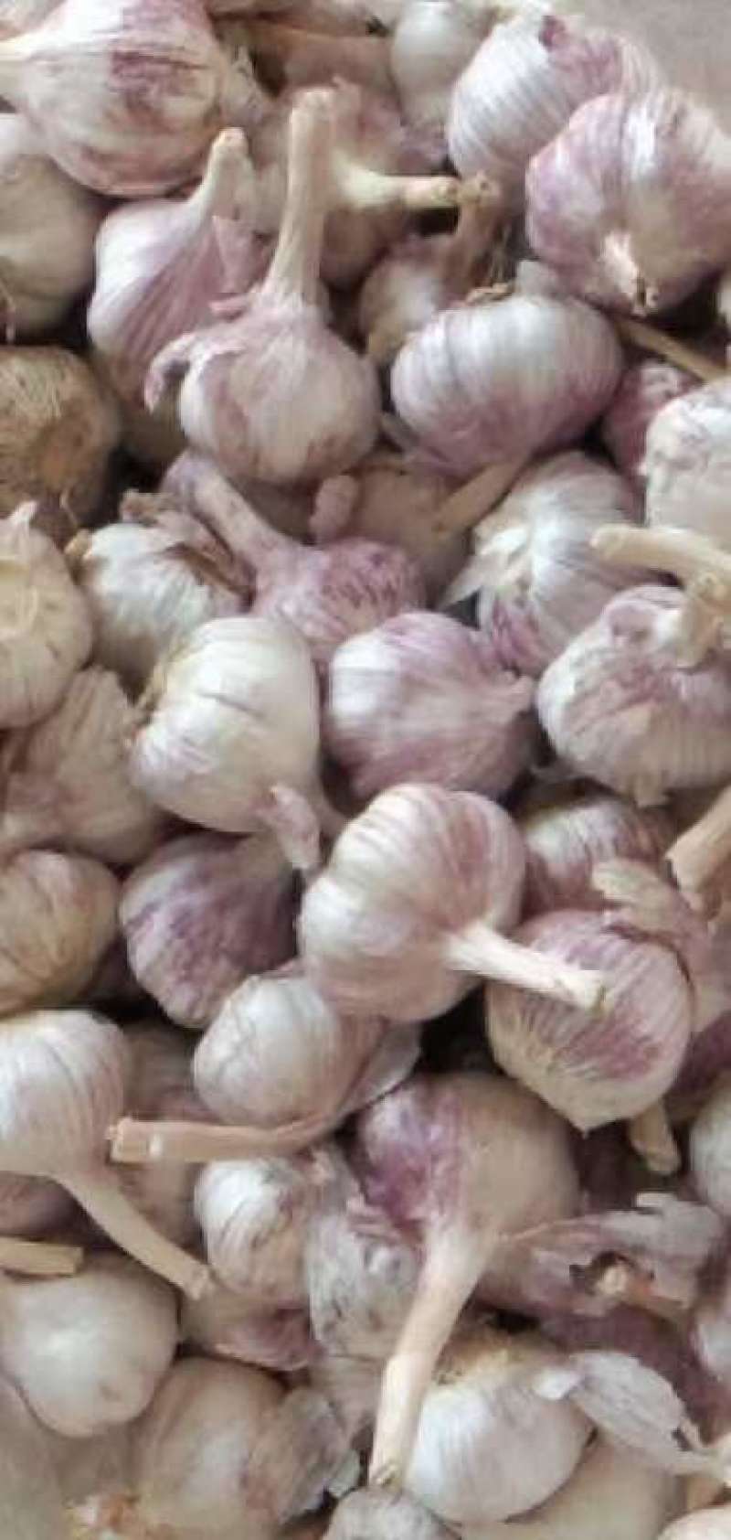 山东紫皮大蒜混级统货