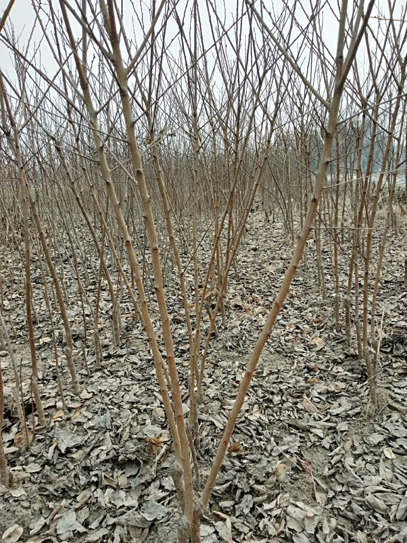 优质品种杏树，当年两年苗，