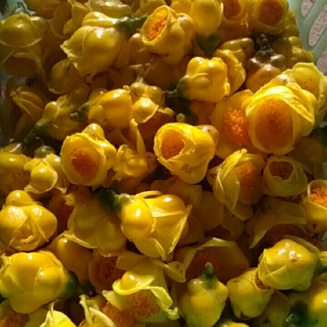 金花茶，广西防城港防普金花茶烘干花
