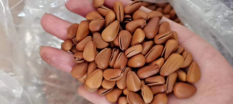 开口松子颗颗饱满精品