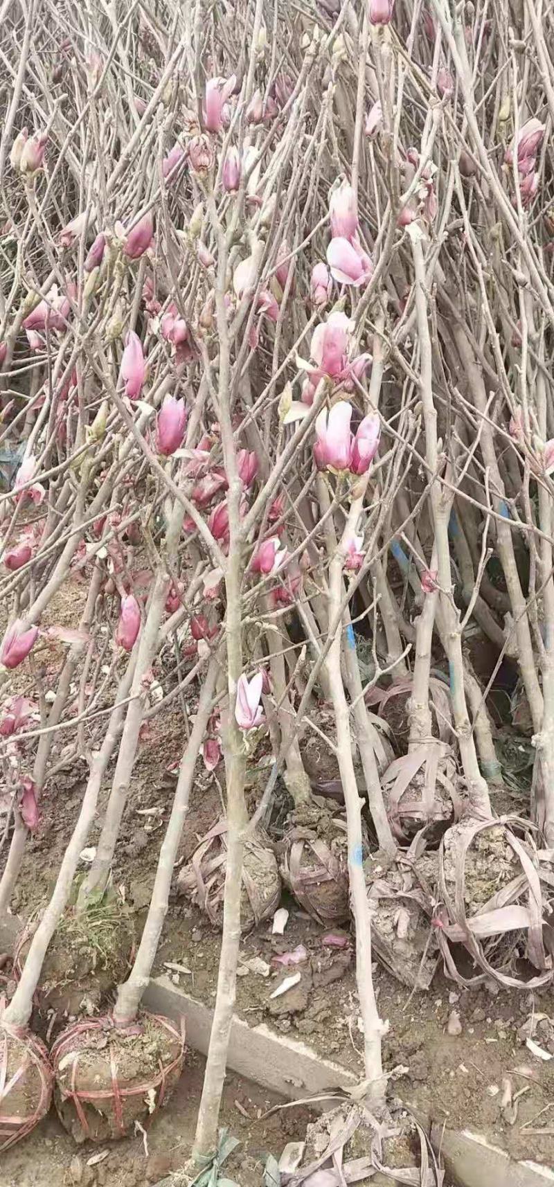 紫玉兰苗红黄白紫玉兰娇红一号苗适合南北方种值
