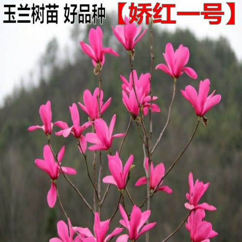 胶红一号玉兰苗紫玉兰苗红黄白紫玉兰苗广玉兰苗适合南北方种