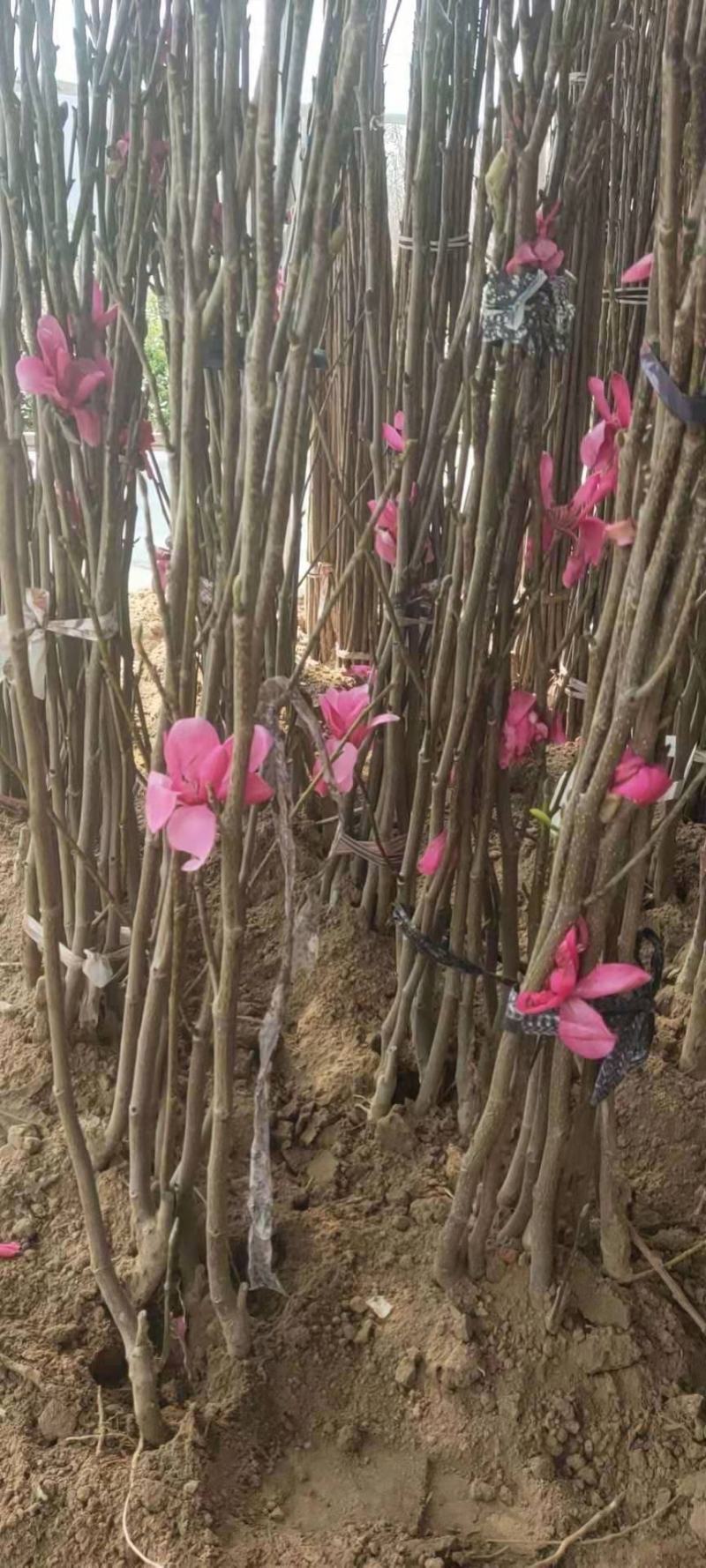 胶红一号玉兰苗紫玉兰苗红黄白紫玉兰苗广玉兰苗适合南北方种