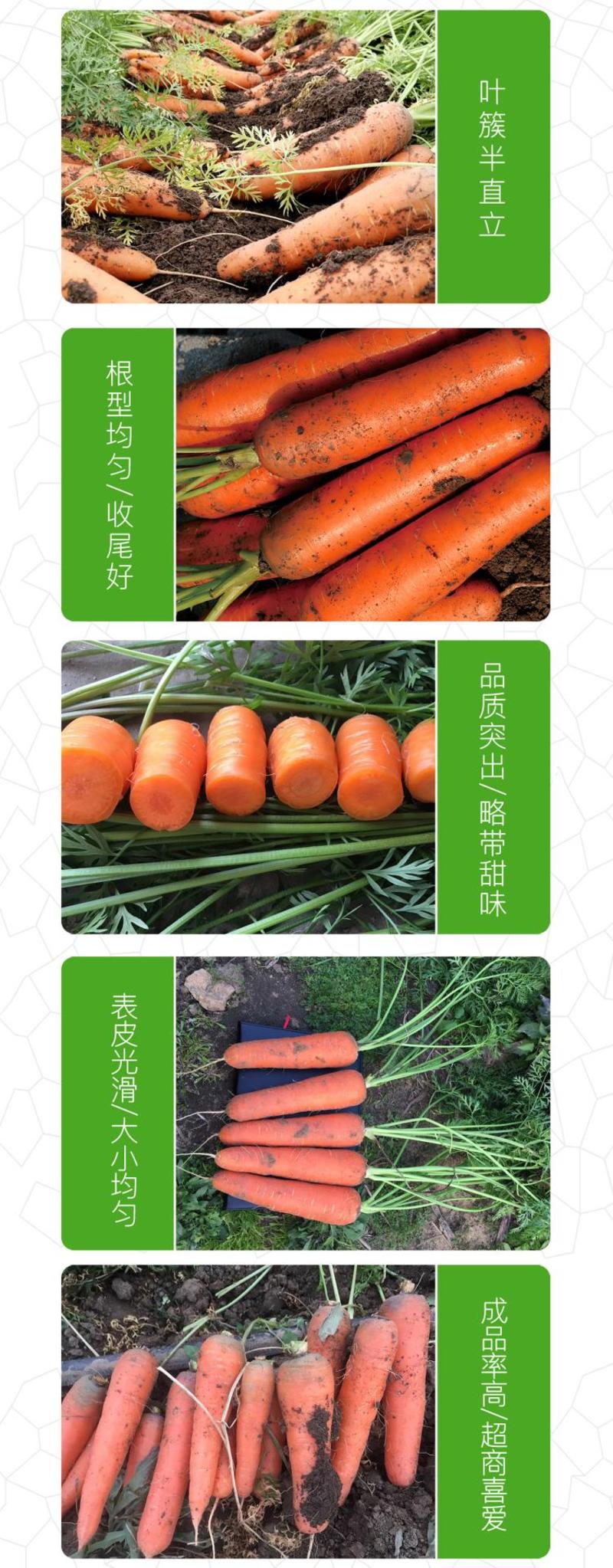 三红五寸参胡萝卜种子，三红，口感好，规模种植
