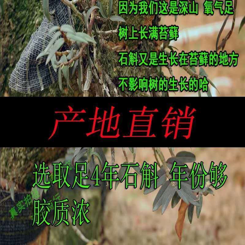 铁皮石斛粘性好胶质好无苦味基地直供