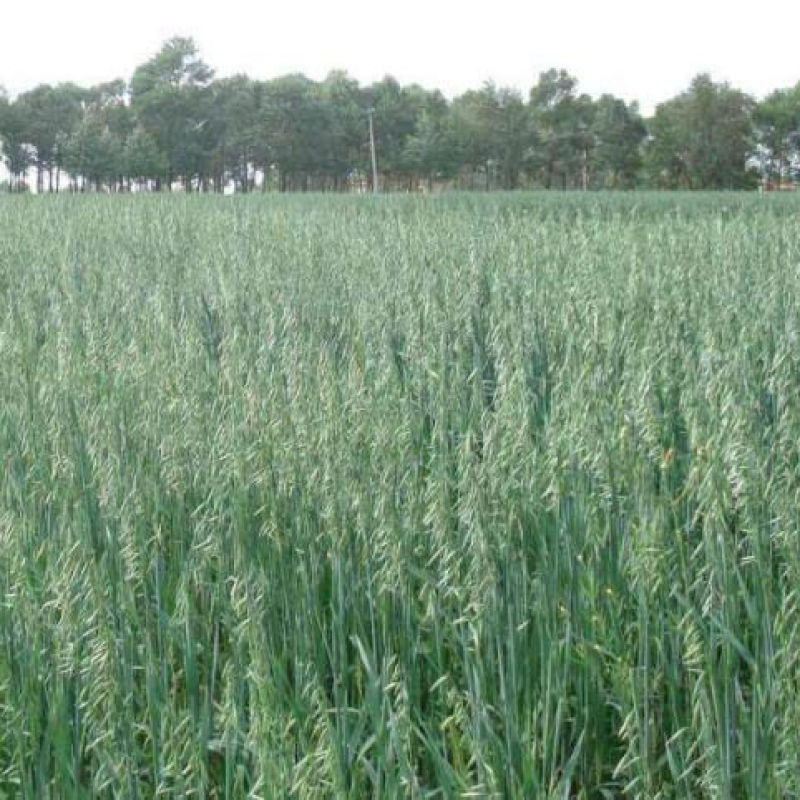进口牧草鱼陆龟荷兰猪兔子饲料燕麦种子草籽种植绿肥包